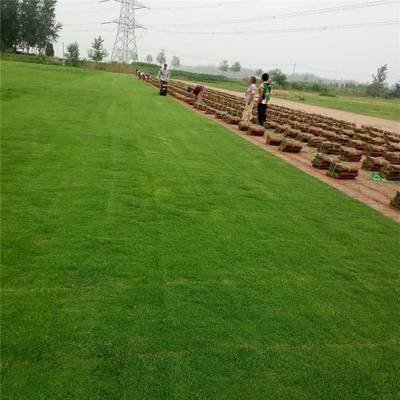打造綠色生態，優選抗旱抗鹽堿結縷草草坪——高品質園林綠化工程解決方案